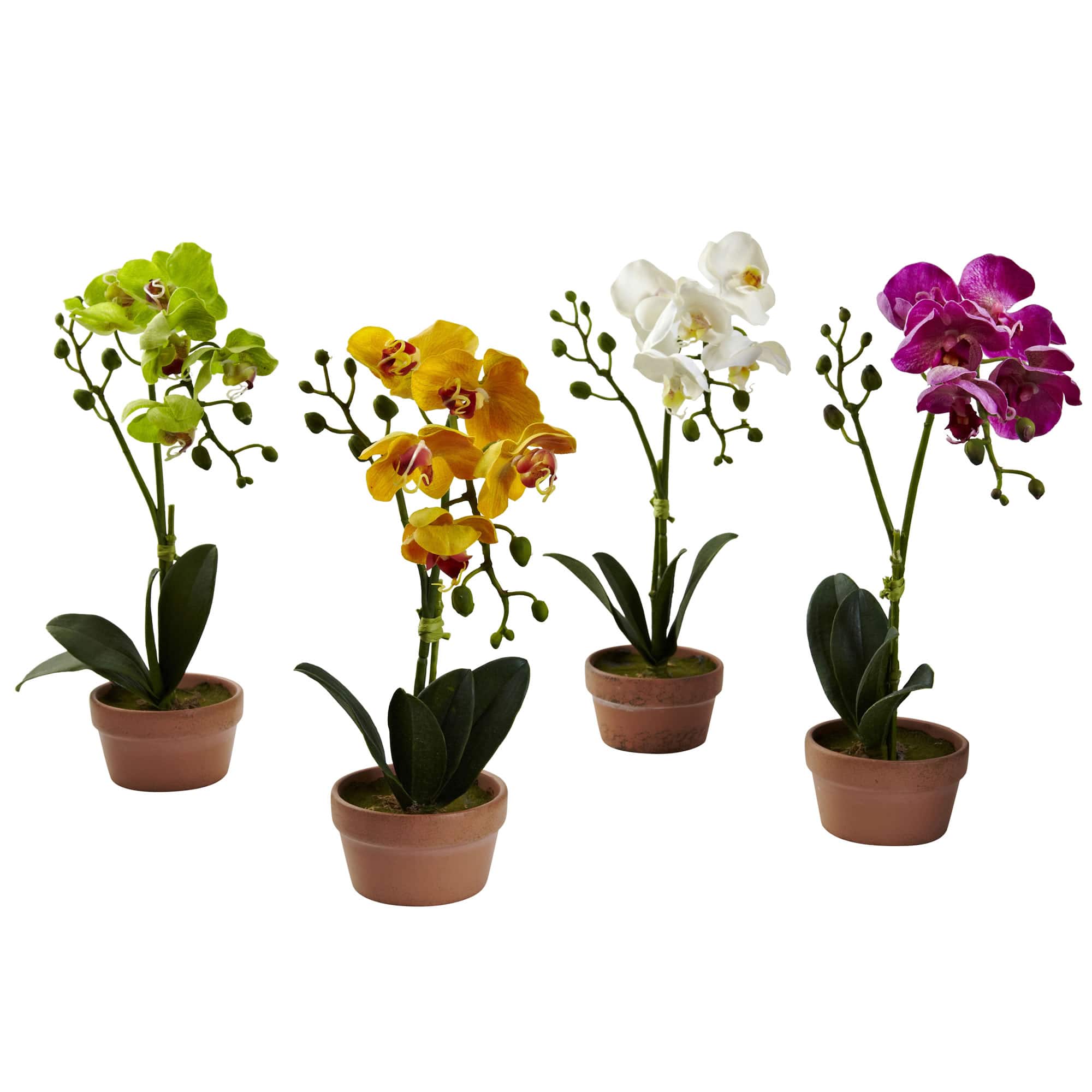13" Orchid with Clay Vase, 4ct.